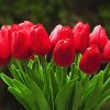 20 Pieces Real Touch Artificial Tulips Flowers in Vase, Fake Red Tulips with Vase and Faux Water for Home Wedding Decoration,